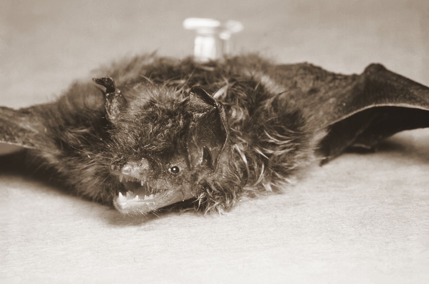 bat with rabies, picture courtesy CDC