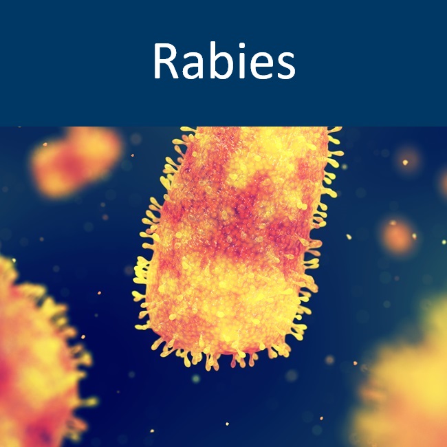 Rabies sub form with image of rabies virus