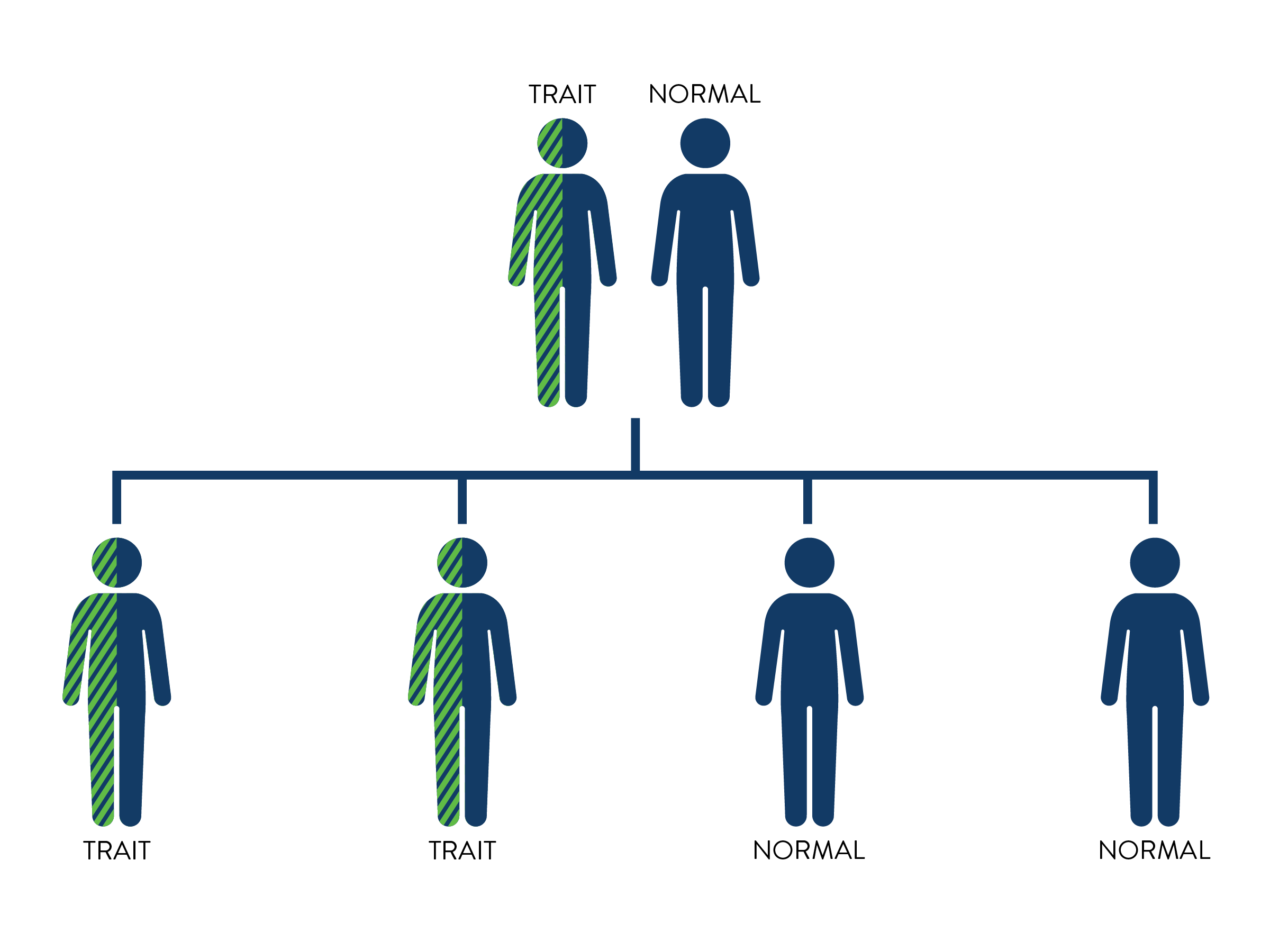 punnett square with one parent has sickle cell trait