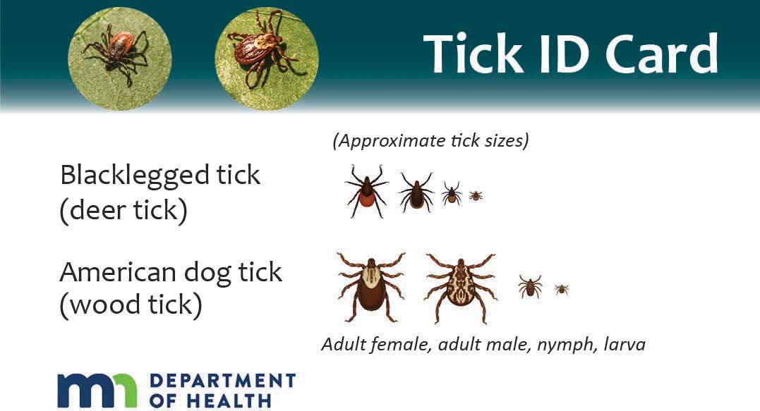 image of Lyme Disease Brochure